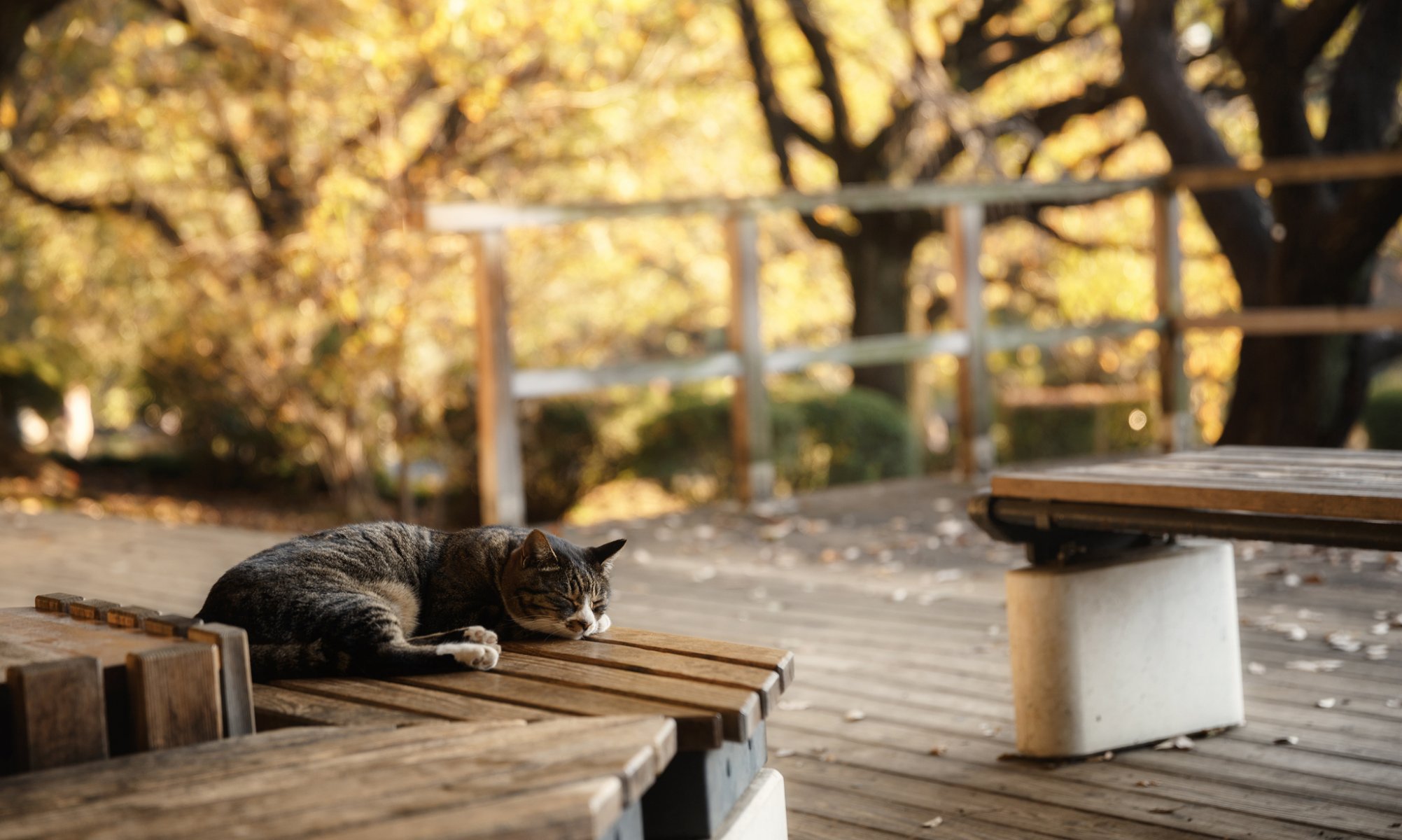 chat chat banc banc se trouve dort