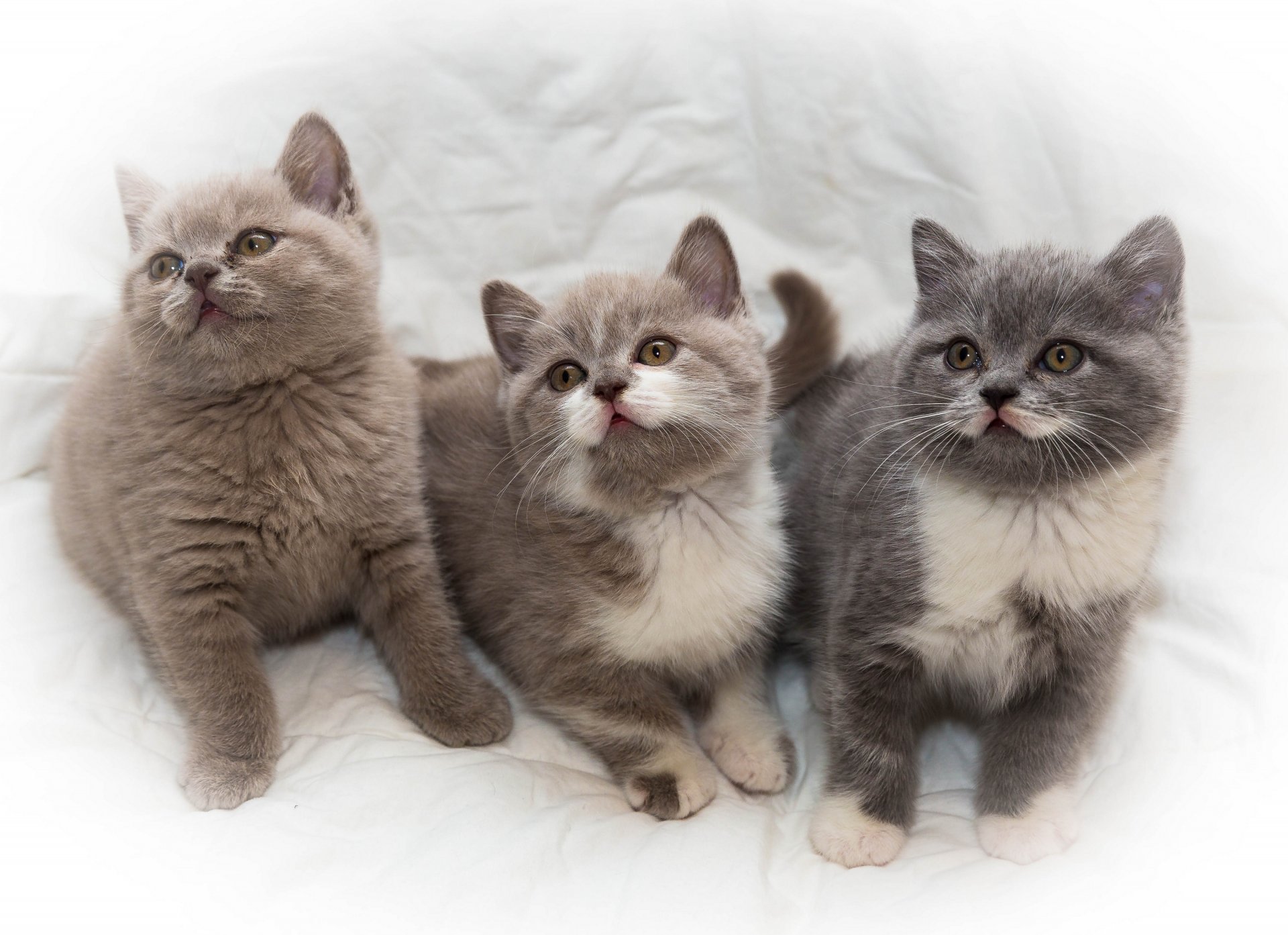 chatons tout-petits trio trinité