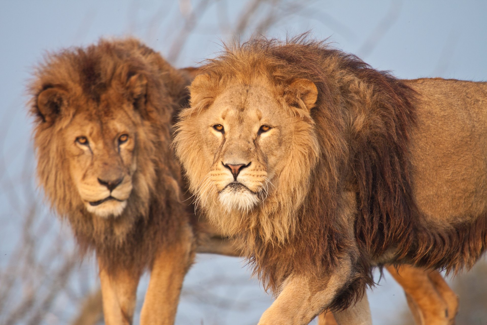 león gato melena hermanos leones