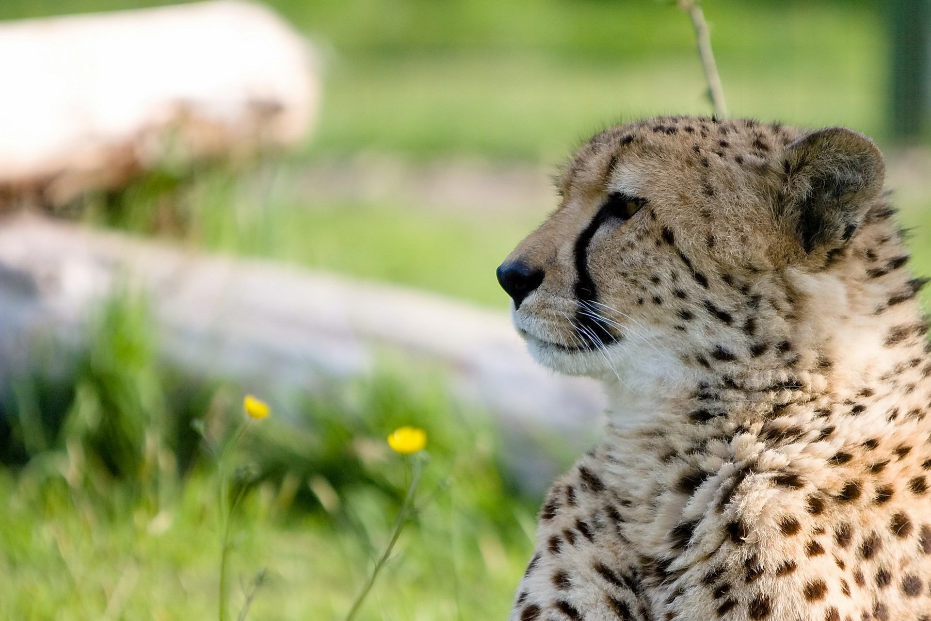 guépard museau profil prédateur