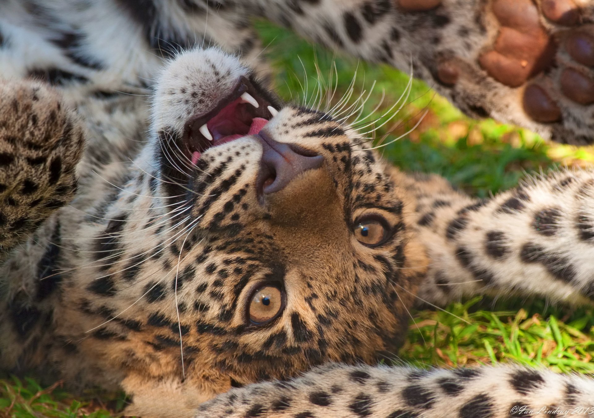 leopard snout predator game