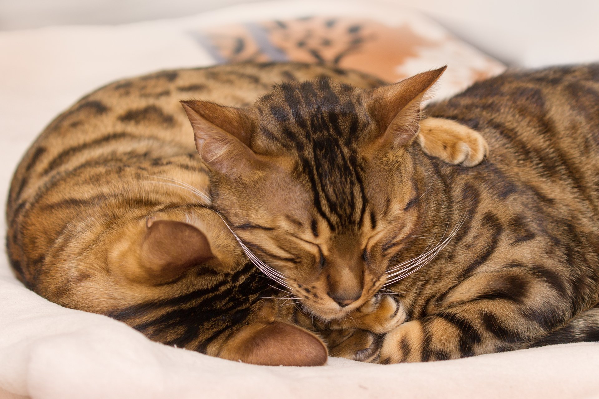 bengalische katzen schlafen kuscheln wärmen sich färben sich