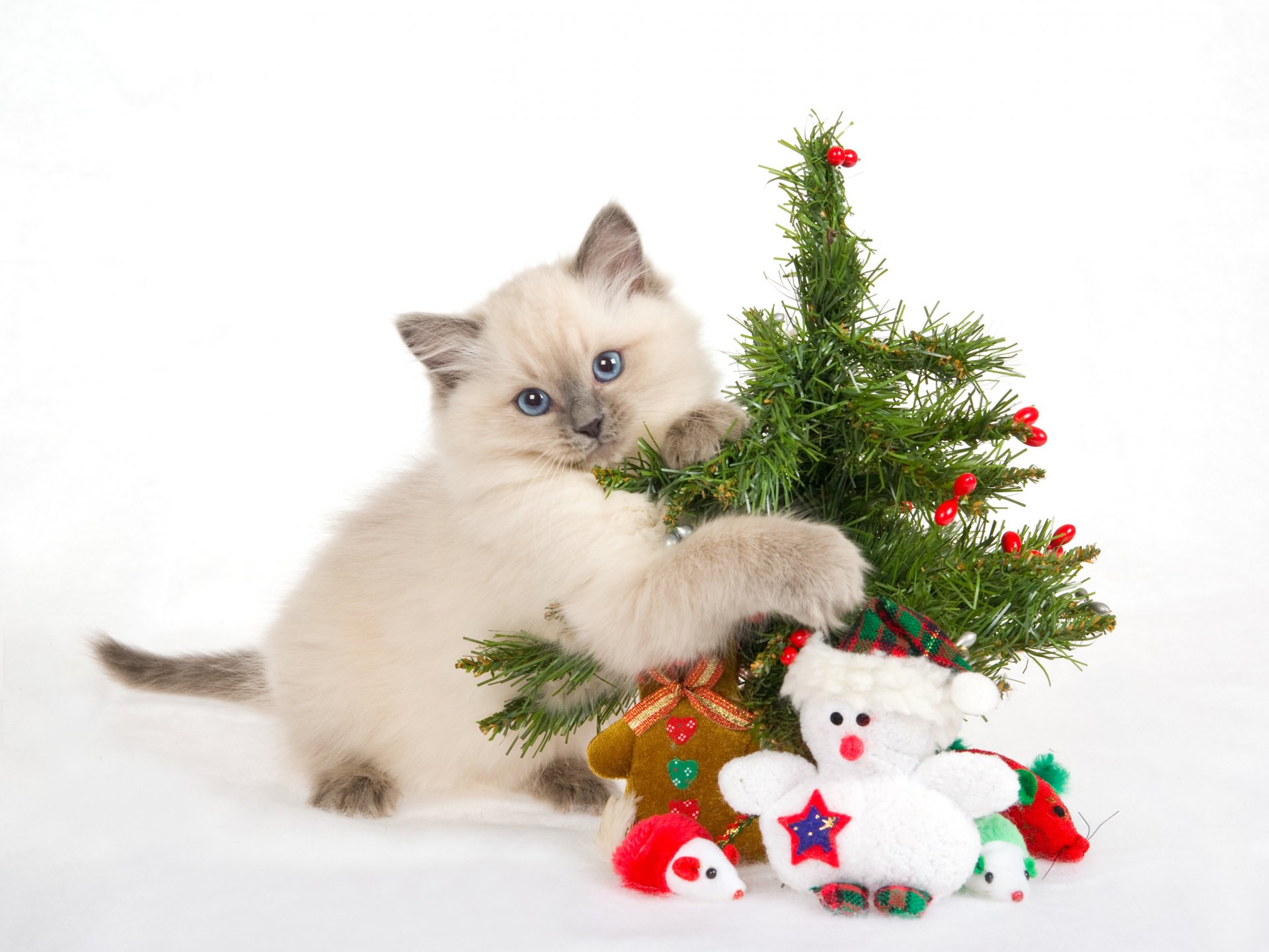 gatito árbol de navidad año nuevo