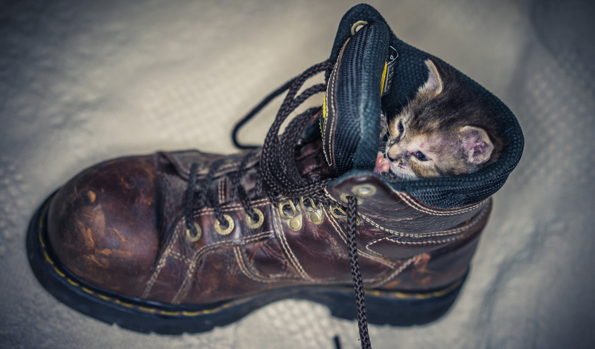 bequem eingeordnet stiefel schnürsenkel