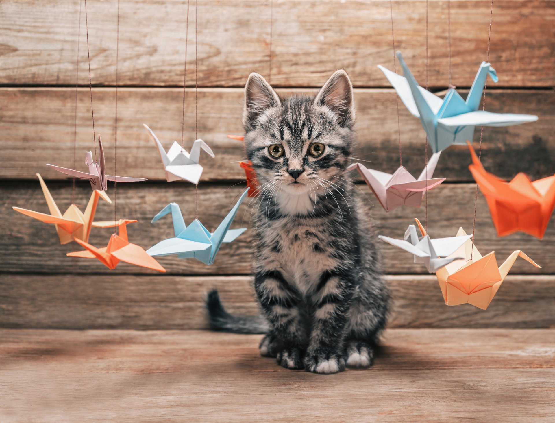 cat kotyara mustache feet tail surprised of interest selection colored summer colorful paper origami crane zhuravliki miscellaneous blur bokeh wallpaper