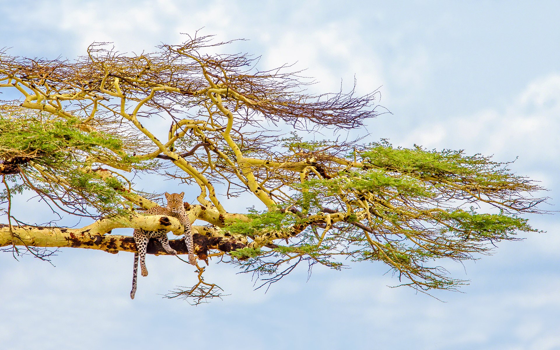 big cat leopard tree sky