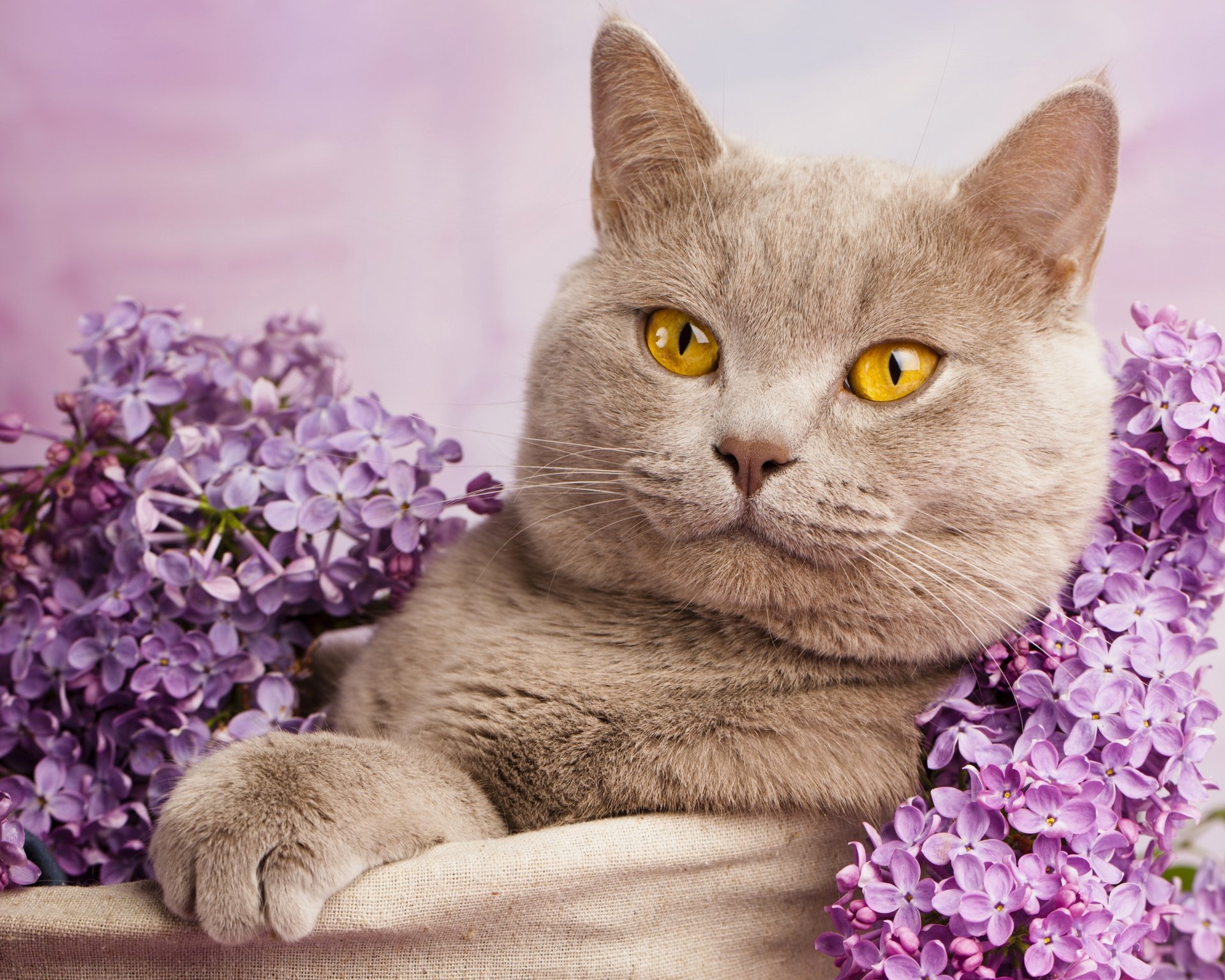 british shorthair gatto gatto lilla ritratto