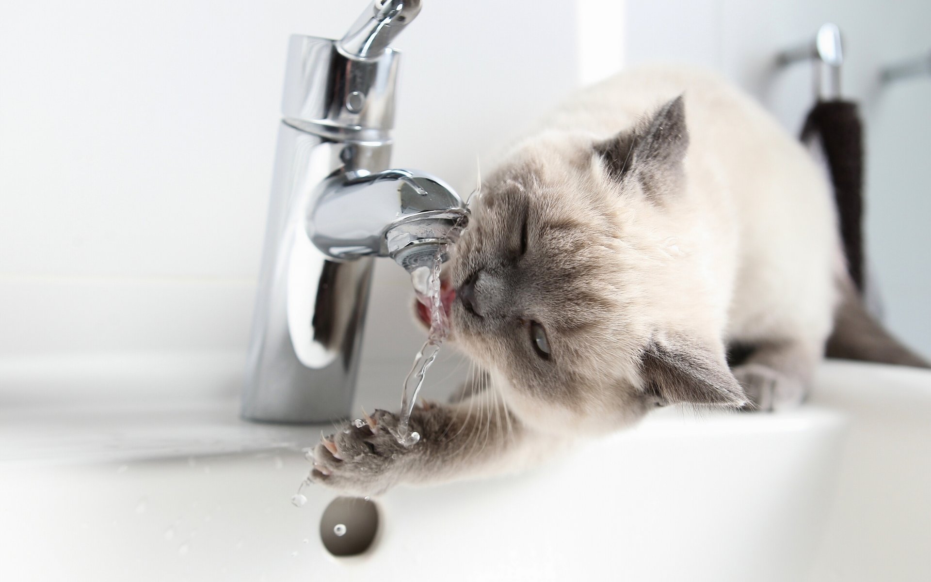 britisch kurzhaar brite durst wasser wasserhahn fuß krallen