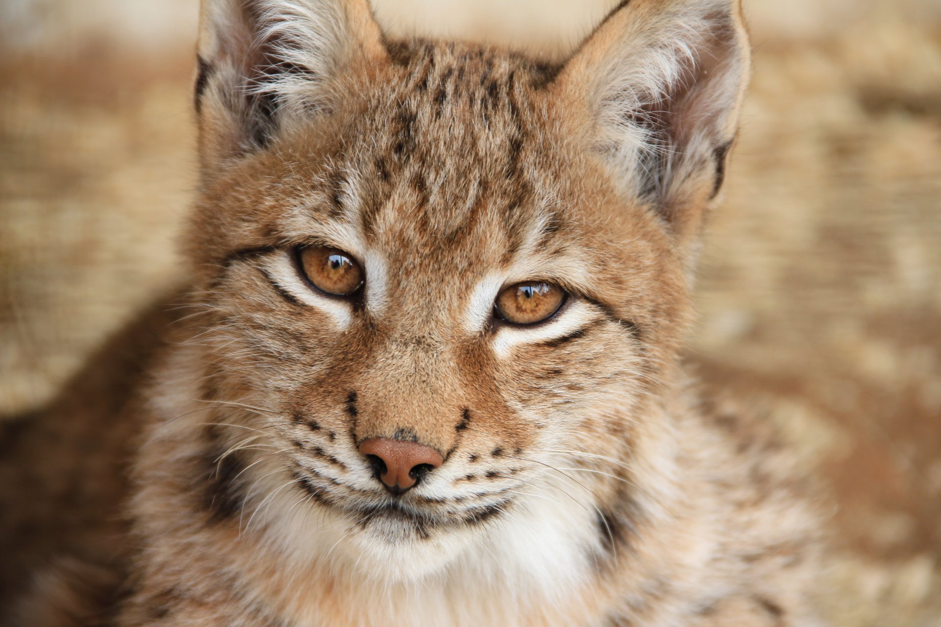 luchs blick schnurrbart