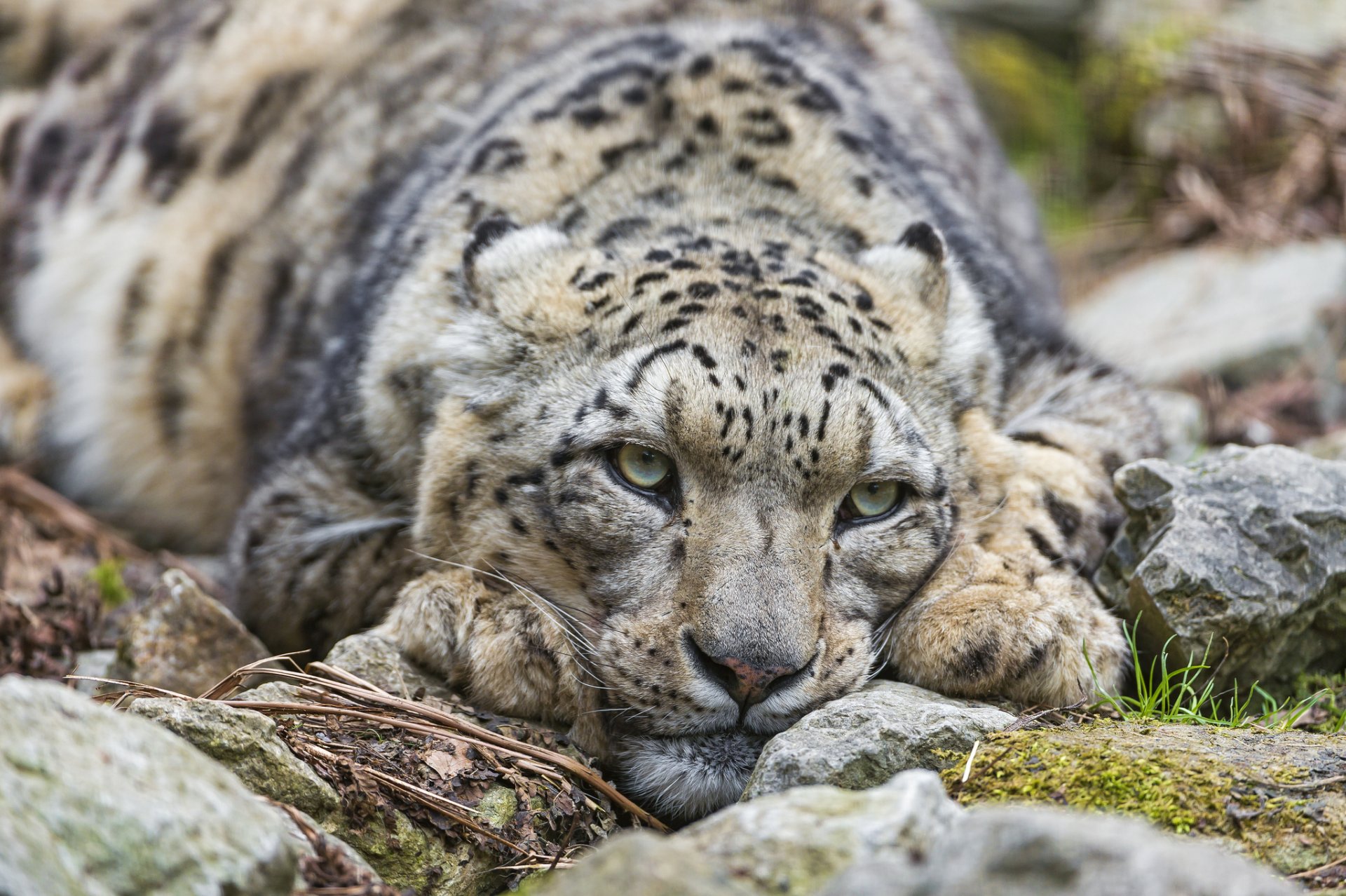 leopardo de las nieves irbis gato piedras mirada ©tambako the jaguar