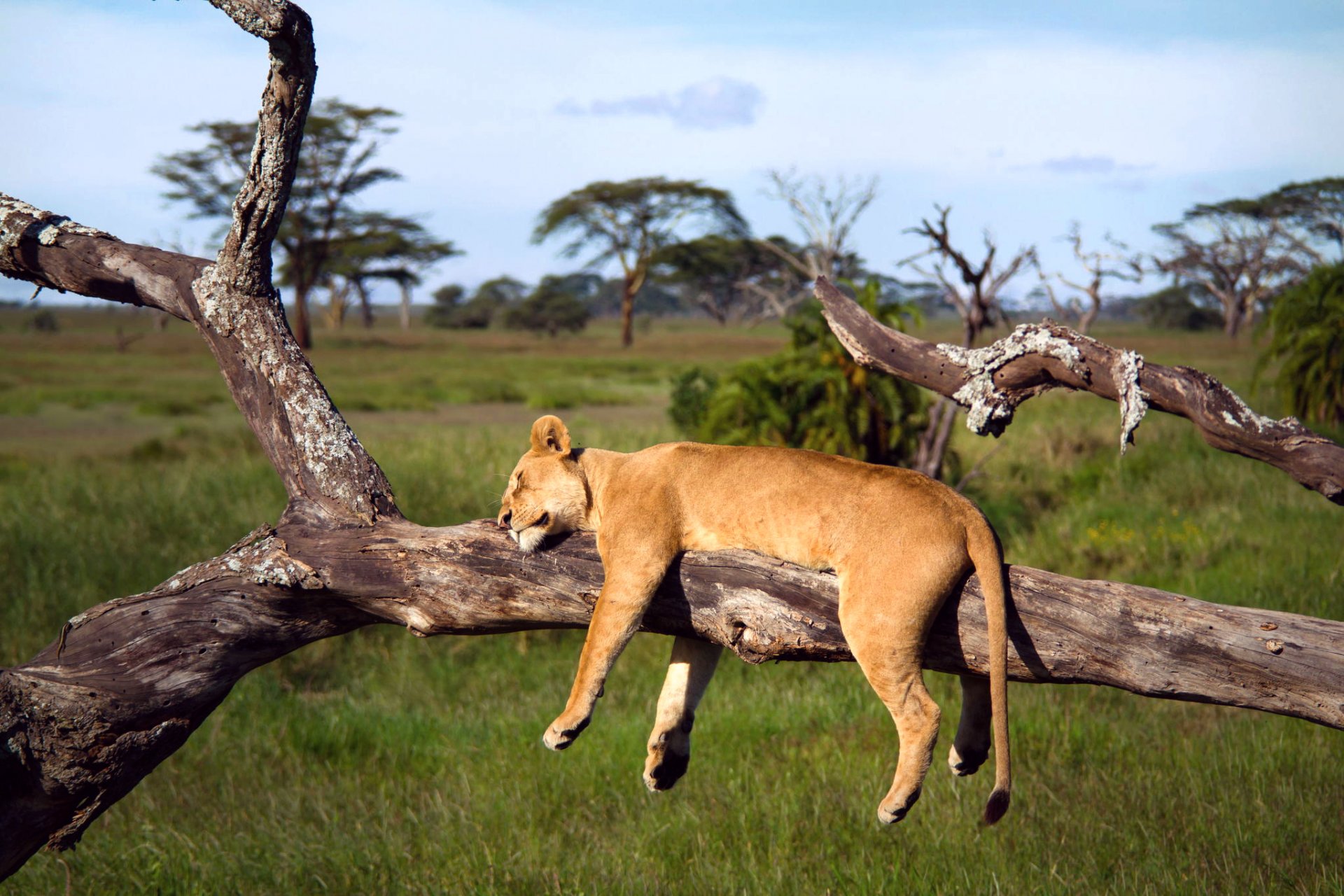 áfrica tanzania serengeti león leona árbol durmiendo