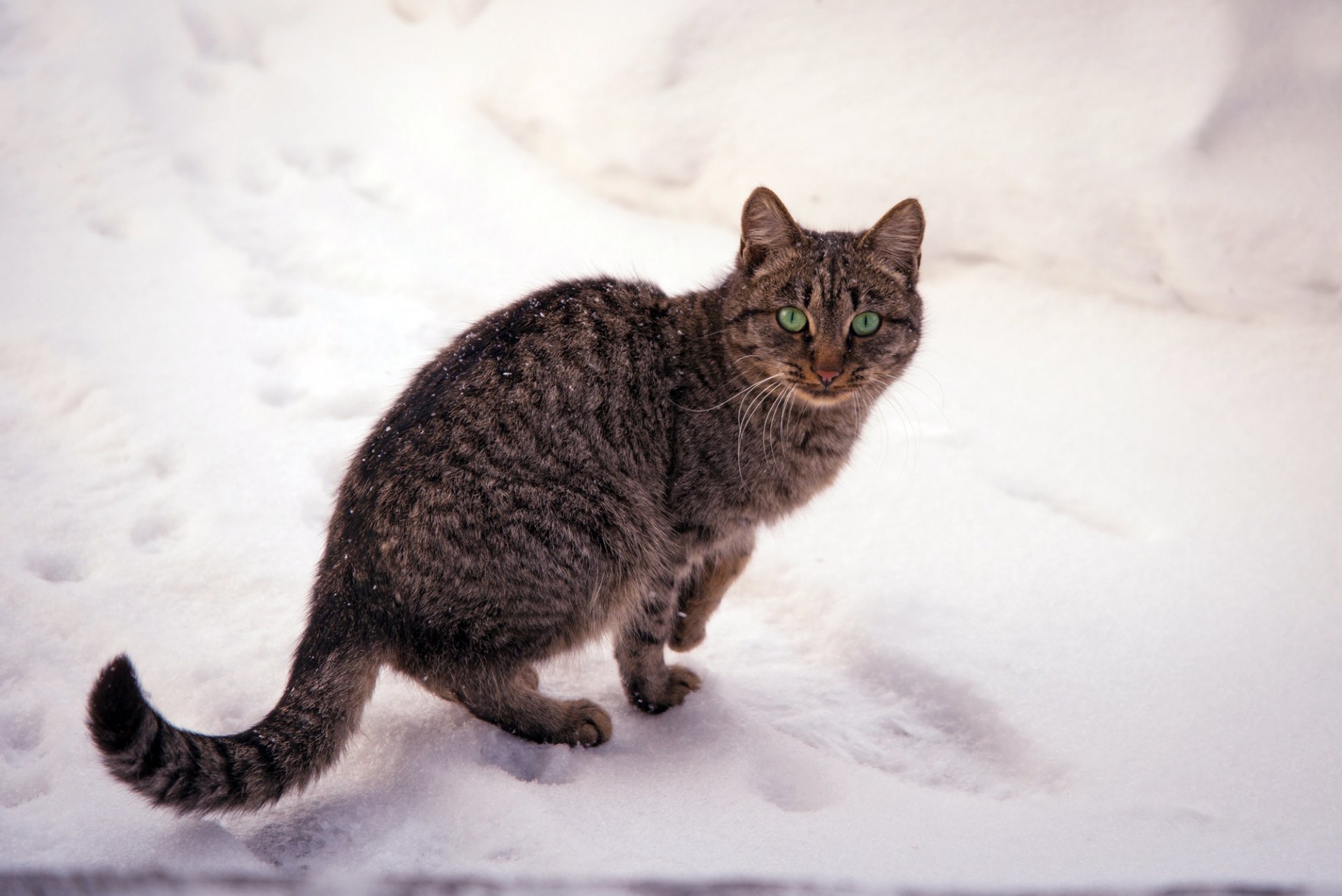 chat rayé chat yeux vert neige nature hiver