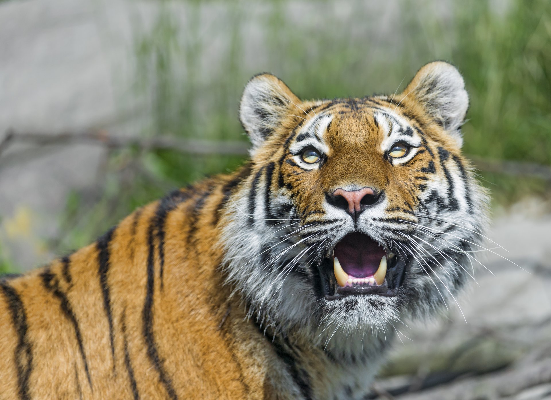 tiger amur katze blick eckzähne ©tambako der jaguar