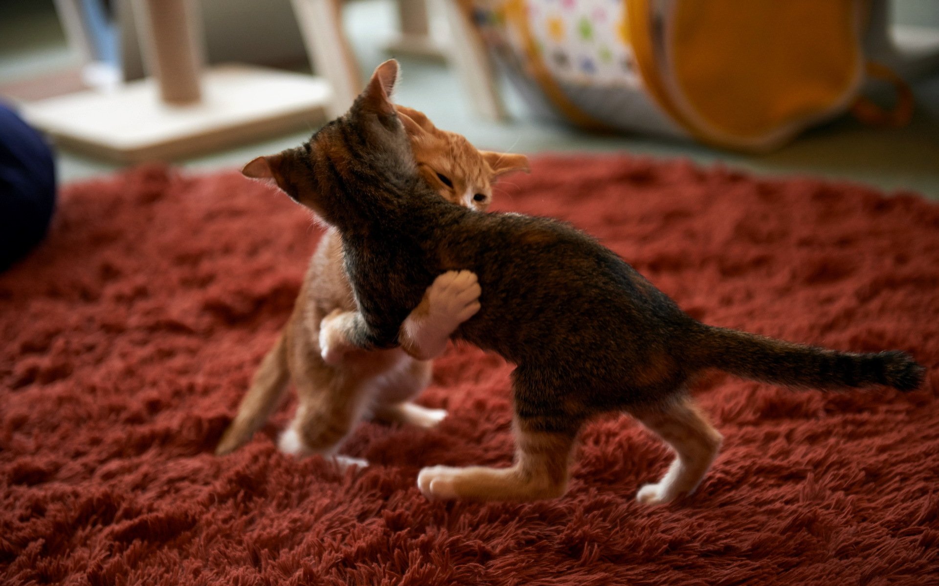 gatos sumo casa