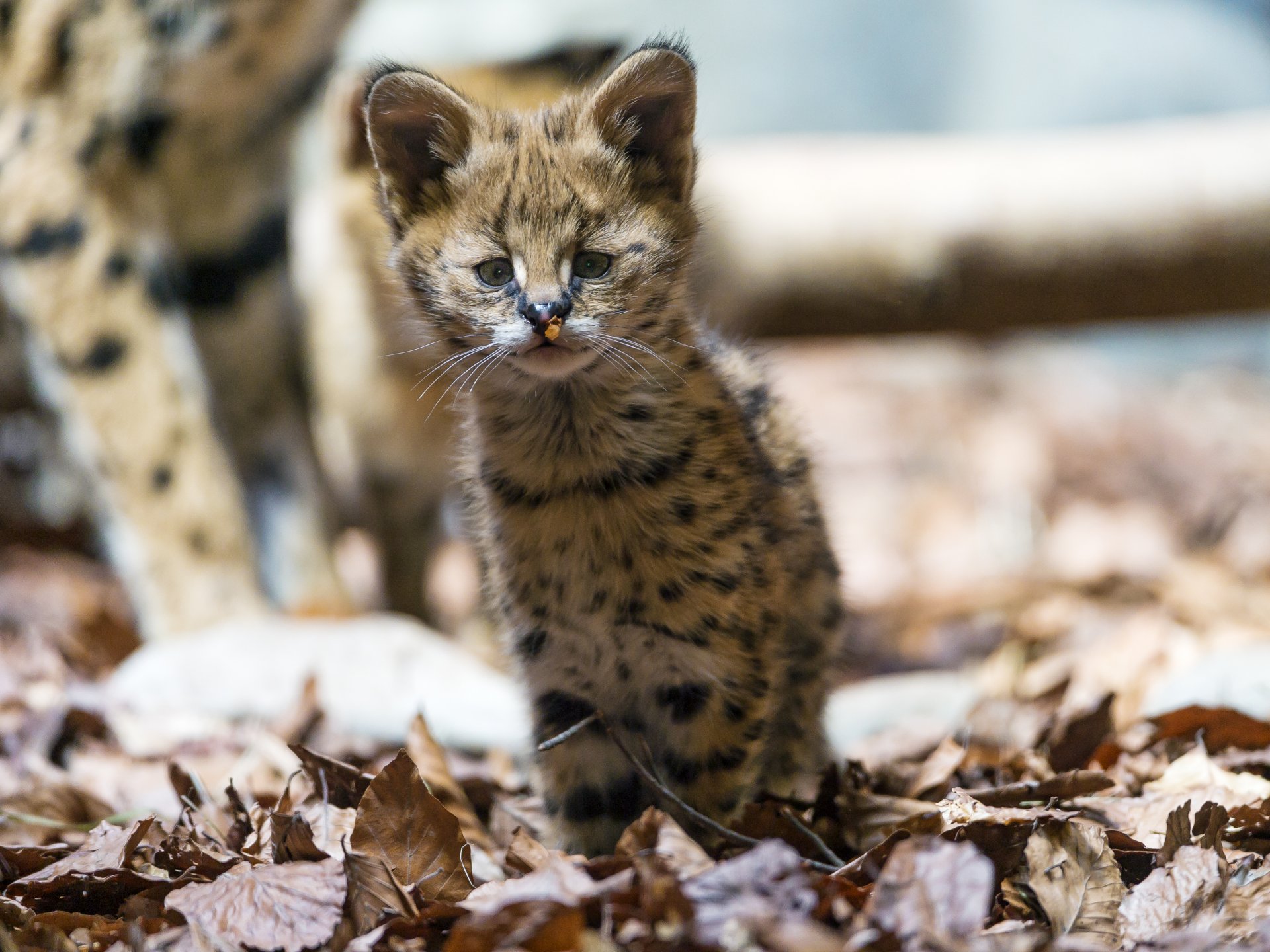 serval gatto bambino foglie sguardo ©tambako the jaguar