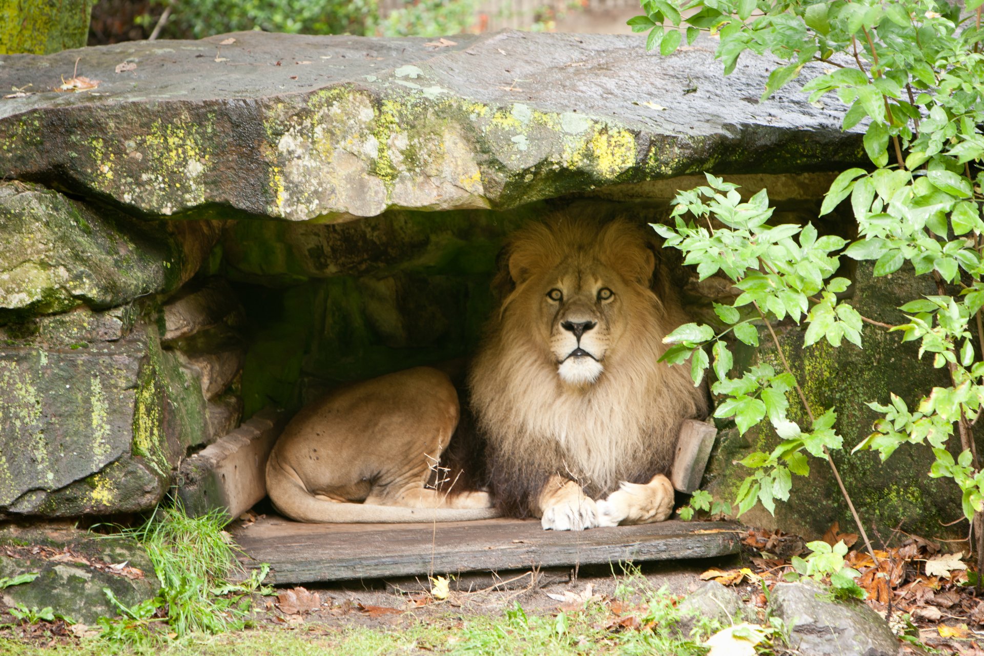 leo cat mane cave stone