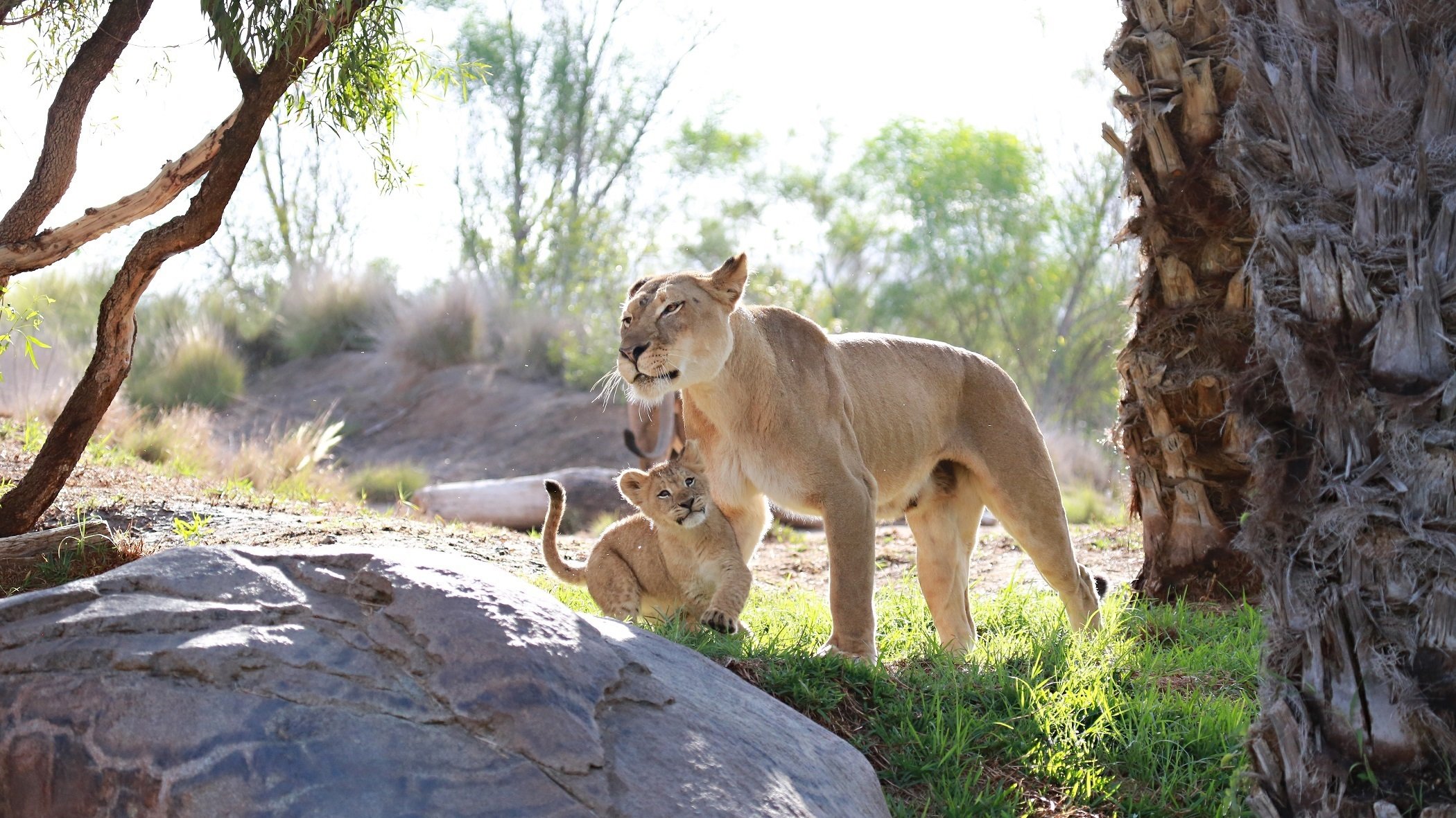 lions wild cats predators the pair family lioness mother babe maternity care