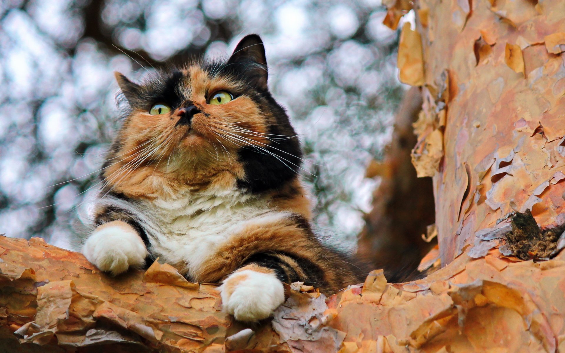 chat arbre fond