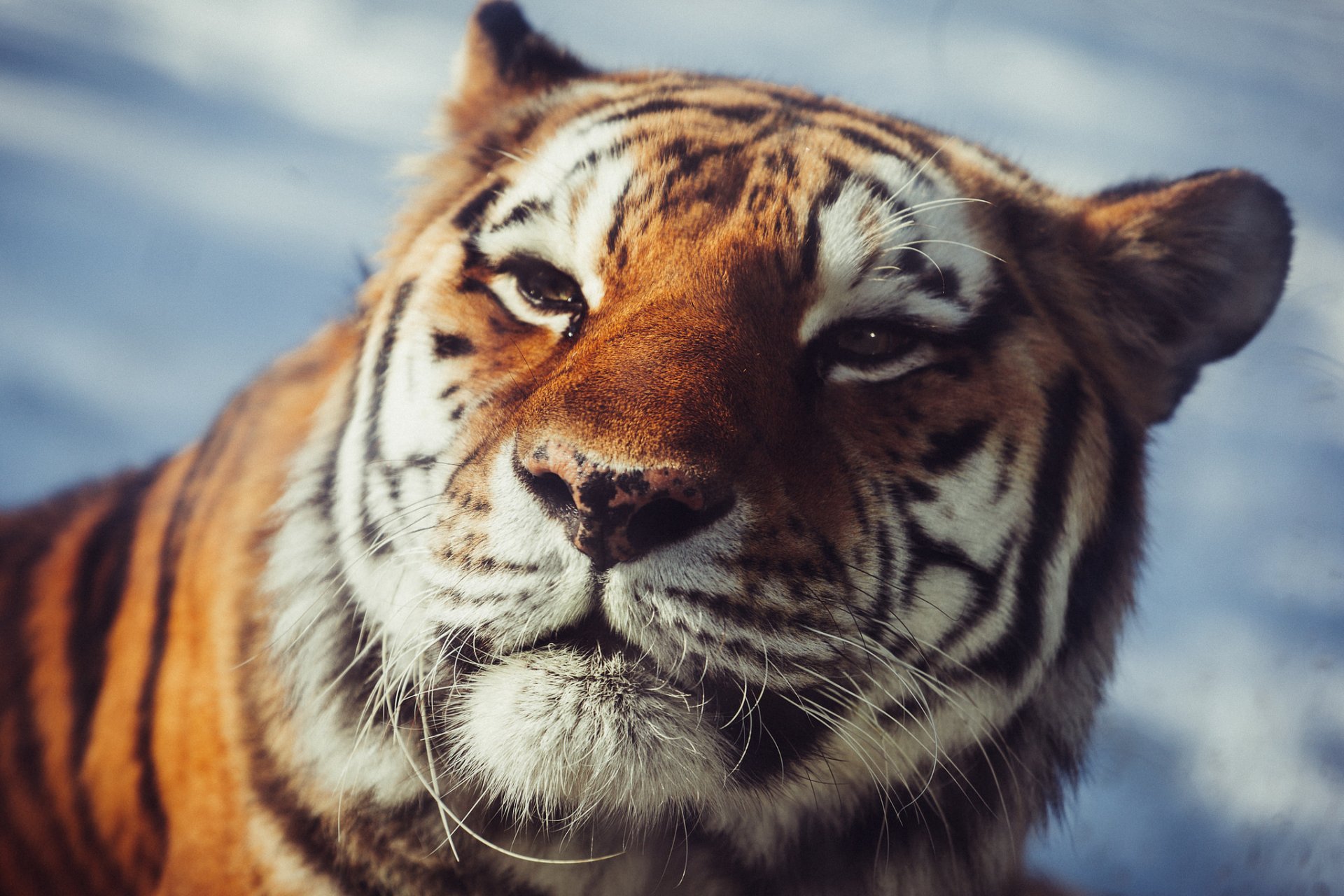 tigre de l amour vue chat sauvage prédateur museau