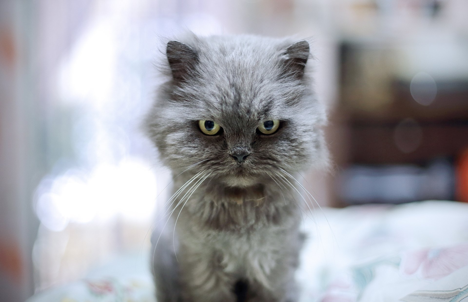 chat yeux kote vue méchant fond