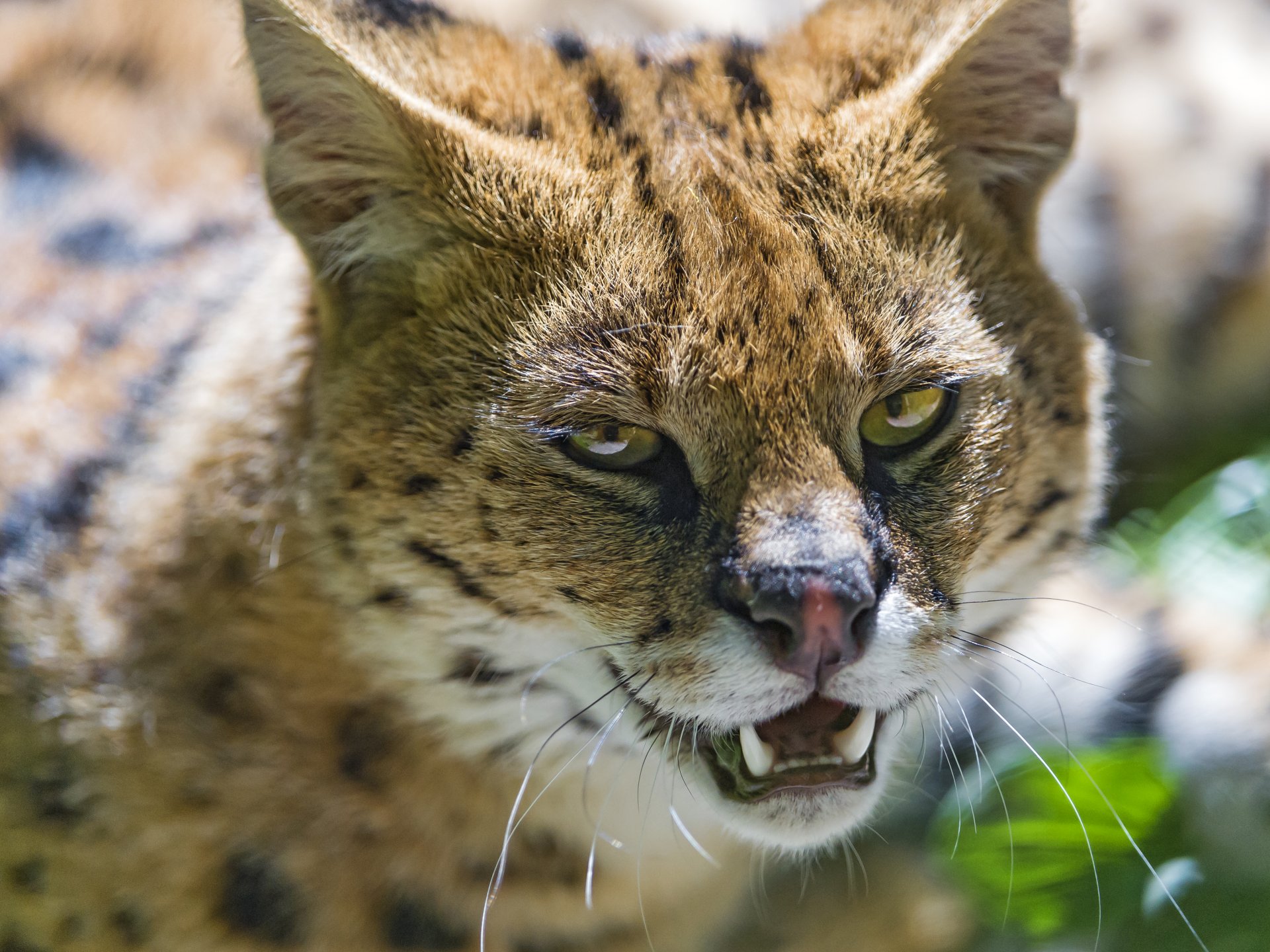 serval gato hocico colmillos ©tambako the jaguar