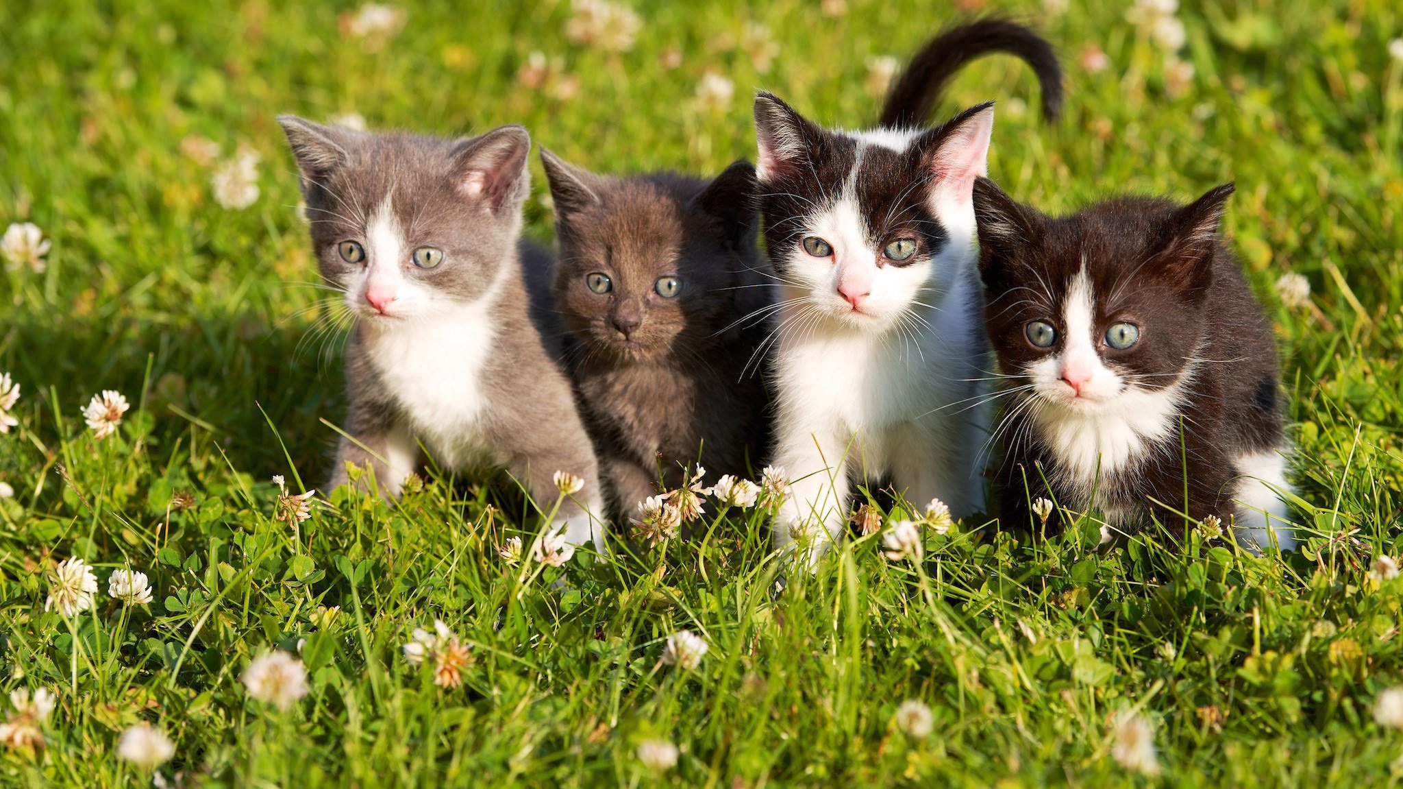 chatons bébés yeux herbe