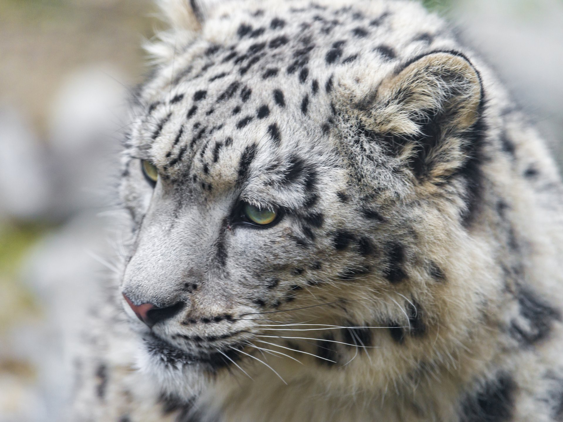 leopardo de las nieves irbis gato hocico ©tambako the jaguar