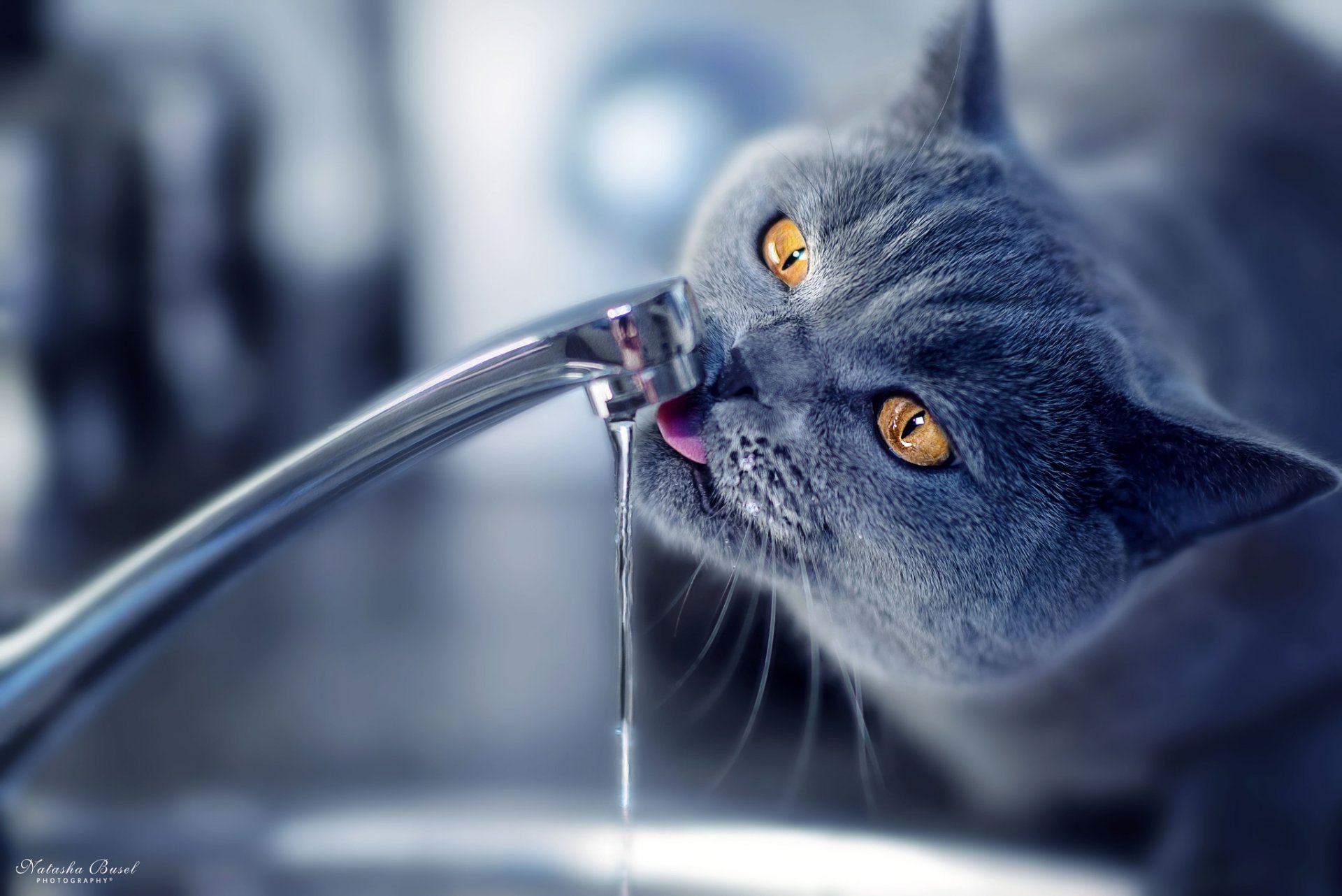 katze lackiert wasserhahn trinkt wasser