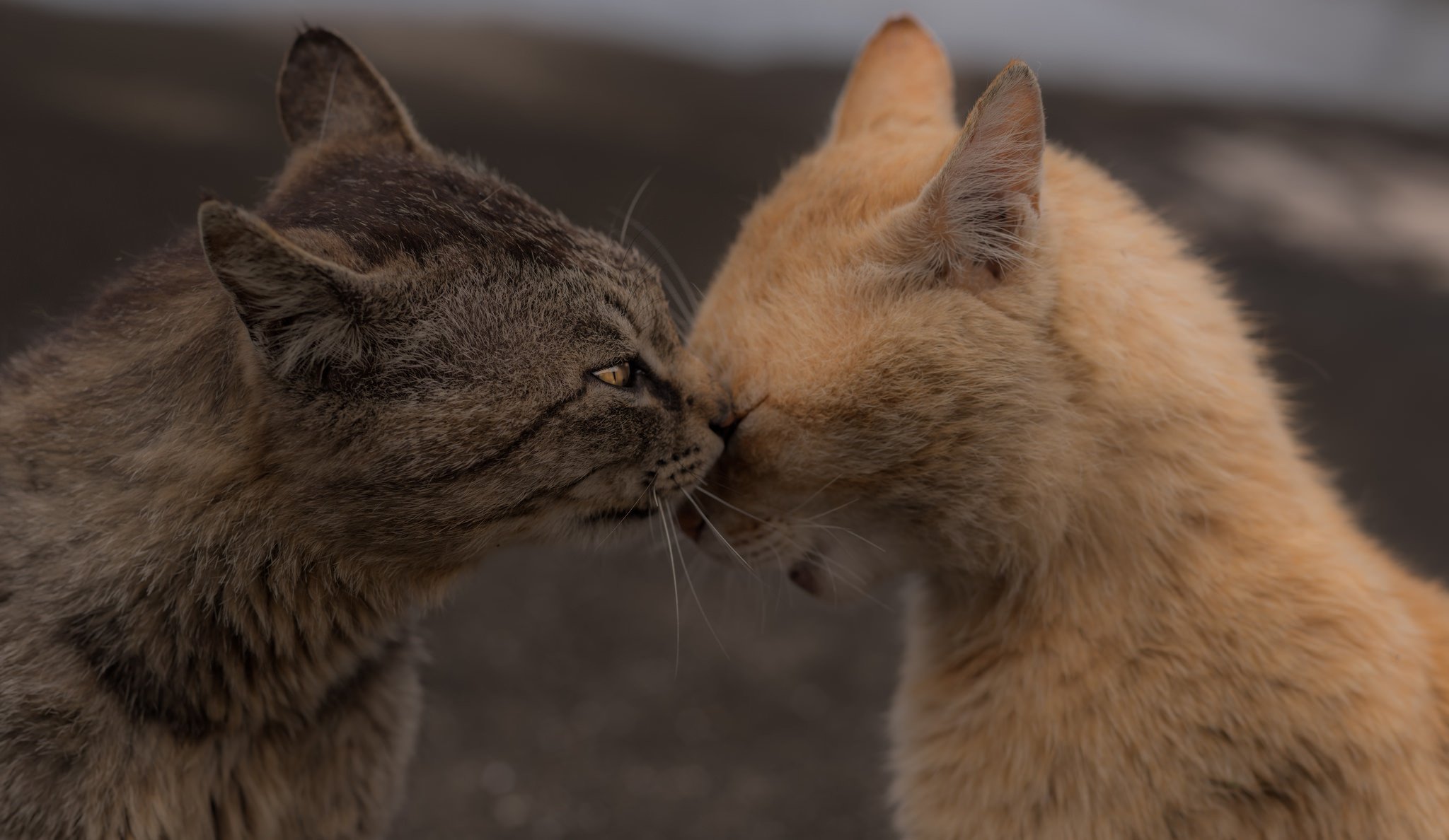 cats cats cats meeting background