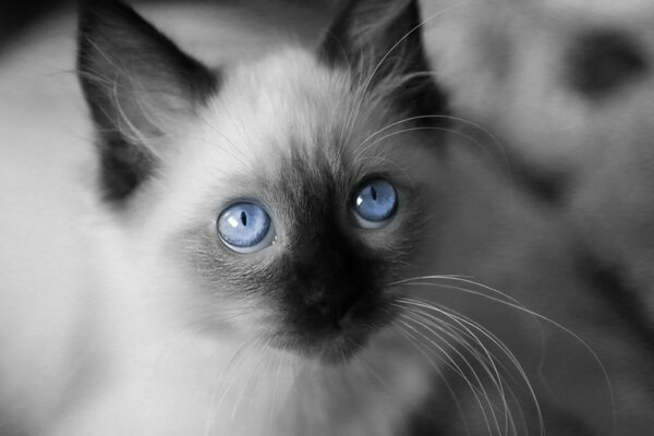 A cat with bright blue eyes