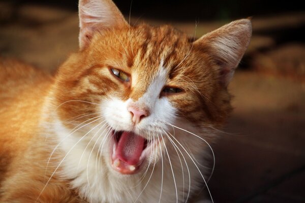 Die rothaarige Katze breitet ihren Mund aus