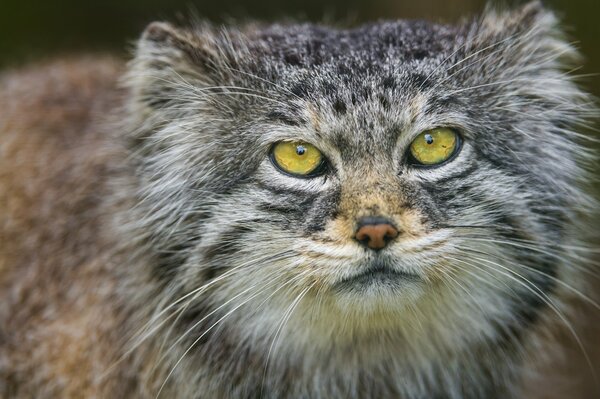 Green-eyed cat looks into the camera photo