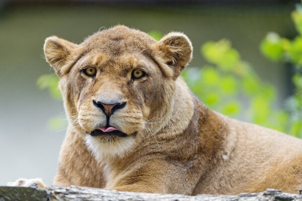 The lioness shows her tongue to everyone