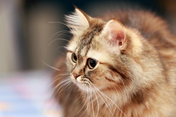 A red fluffy cat on a walk