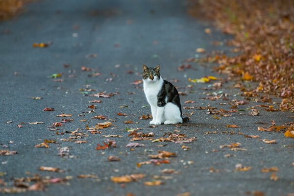 Die Katze sitzt im Herbst mitten auf der Straße auf der Straße