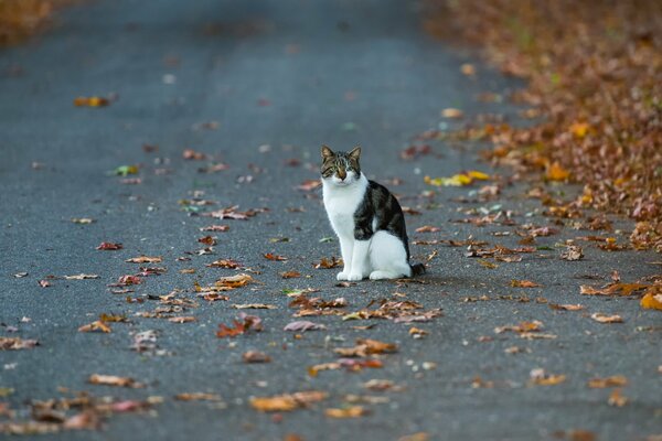 Кошка сидит по середине дороги на улице осенью
