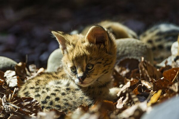 Kleinkinder Katzen der Rasse Serval in Blättern