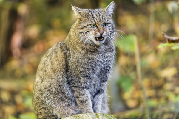 Eine Waldkatze sitzt auf einem Baumstumpf