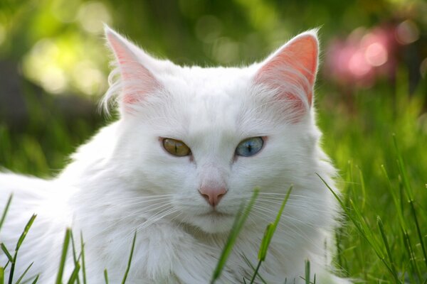 Gato con ojos de colores en la hierba