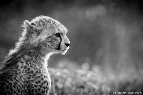 Czarno-biały młody gepard