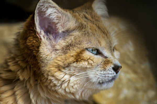 Взгляд барханной кошки, голубые глаза