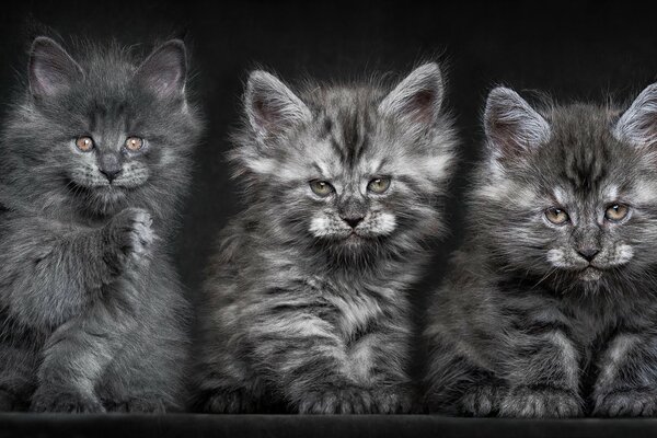 Gris peludo Trinidad de gatitos Maine Coons