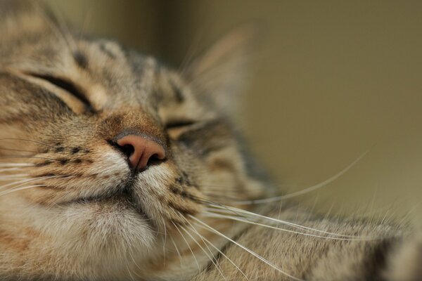 The muzzle of a sleeping cat macro