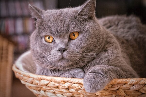 The grey cat is lying in the basket