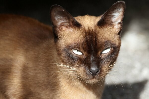 Sérieux chat adulte siamois plissant les yeux au soleil