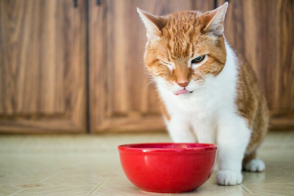 Rothaarige Katze in der Nähe einer Schüssel