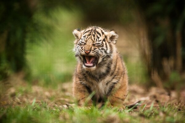 Sumatran tiger, tiger cub, cat