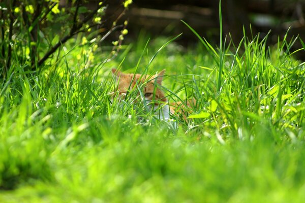 The cat is hiding in the green grass