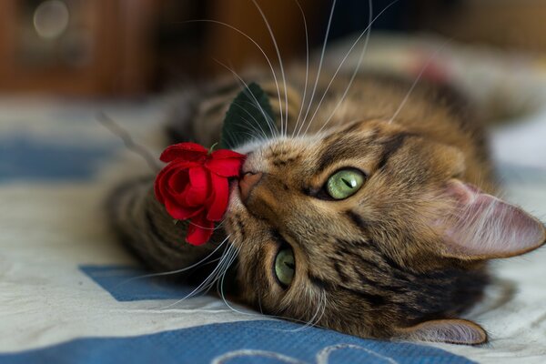 Gato de cerca con una rosa roja en sus patas