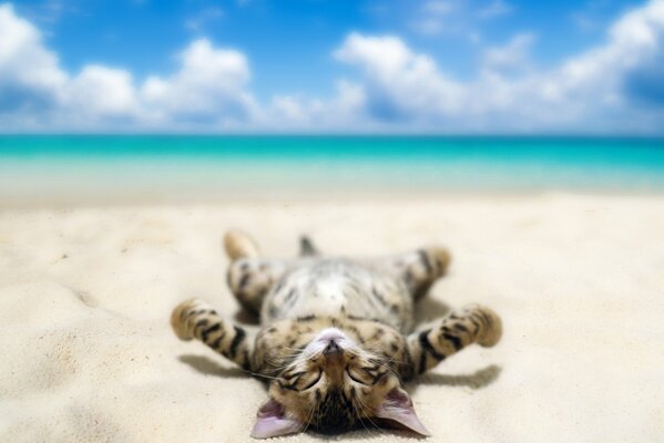 A happy cat is lying on the beach by the sea